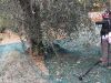 gaulage des oliviers - terre de provence