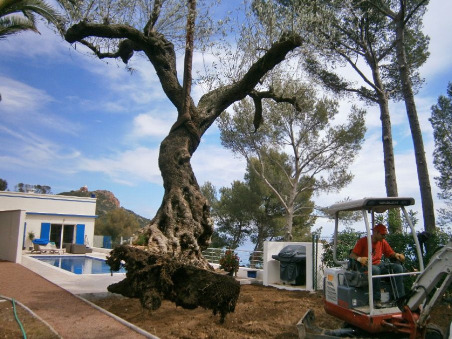 Transplantation d'un arbre par Terre de Provence