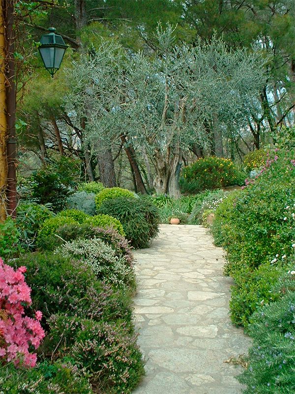 l'olivier - terre de provence jardins